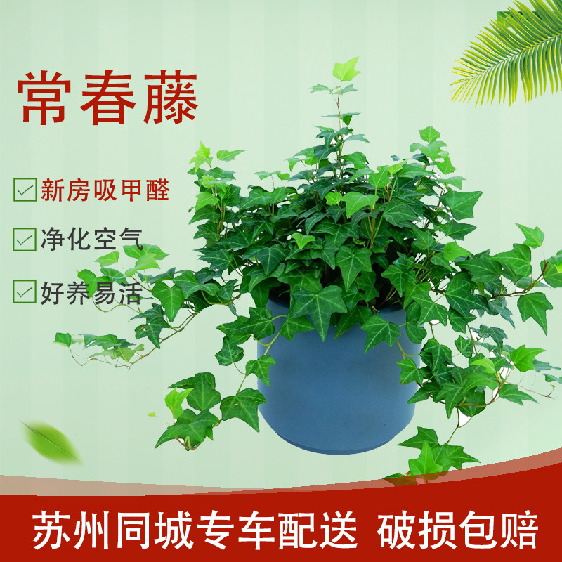 常春藤盆栽植物垂挂垂藤绿植室内花卉易活净化空气苏州同城配送