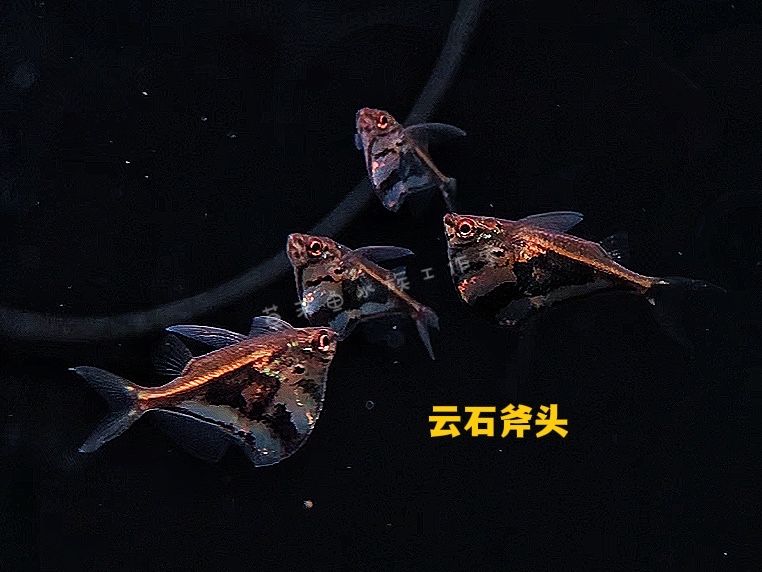 云石斧头燕子鱼小型南美观赏鱼活体大理石燕子细飞脂鲤云石斧鱼