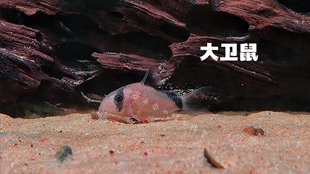 委内瑞拉青鼠 委青鼠 大卫鼠 南美底栖老鼠鱼  鱼缸工具鱼 活体