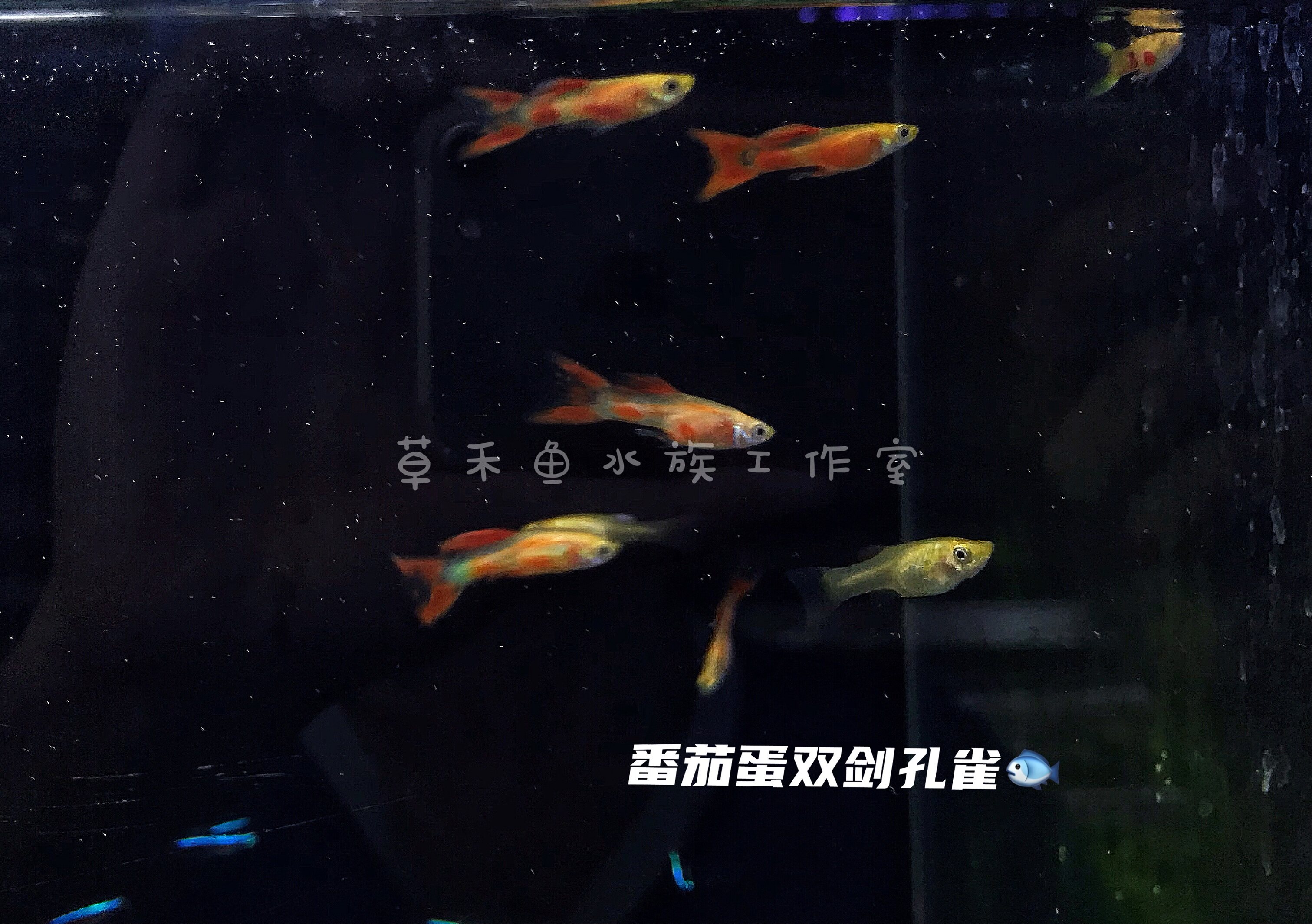 草禾鱼自繁番茄蛋双剑孔雀鱼卵胎生鱼水草缸小型热带鱼