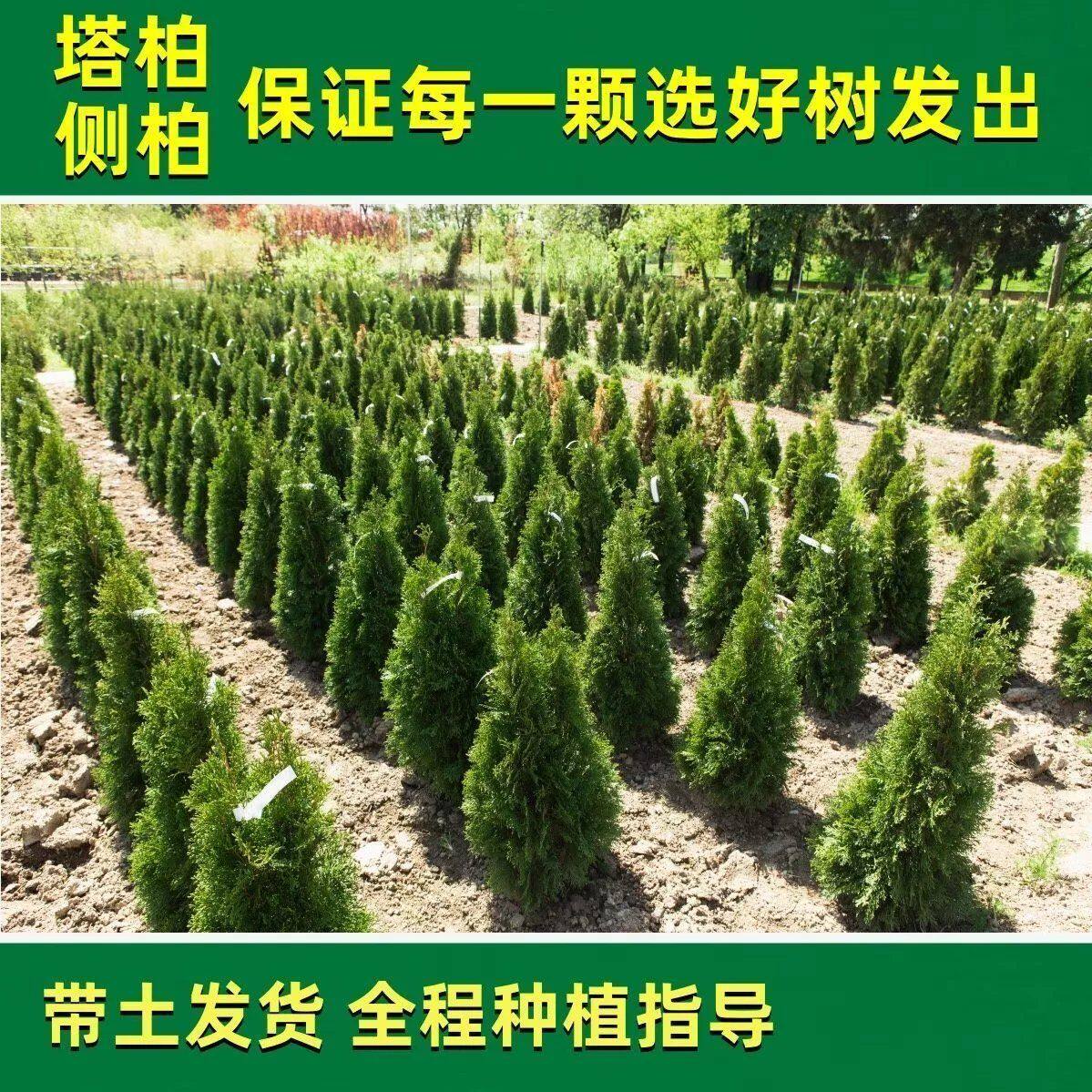 松树苗塔柏苗雪松苗蜀快刺柏圣诞