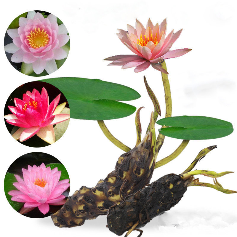 大花睡莲根块水培花卉四季荷花盆栽水养花苗池塘庭院睡莲花苗带芽