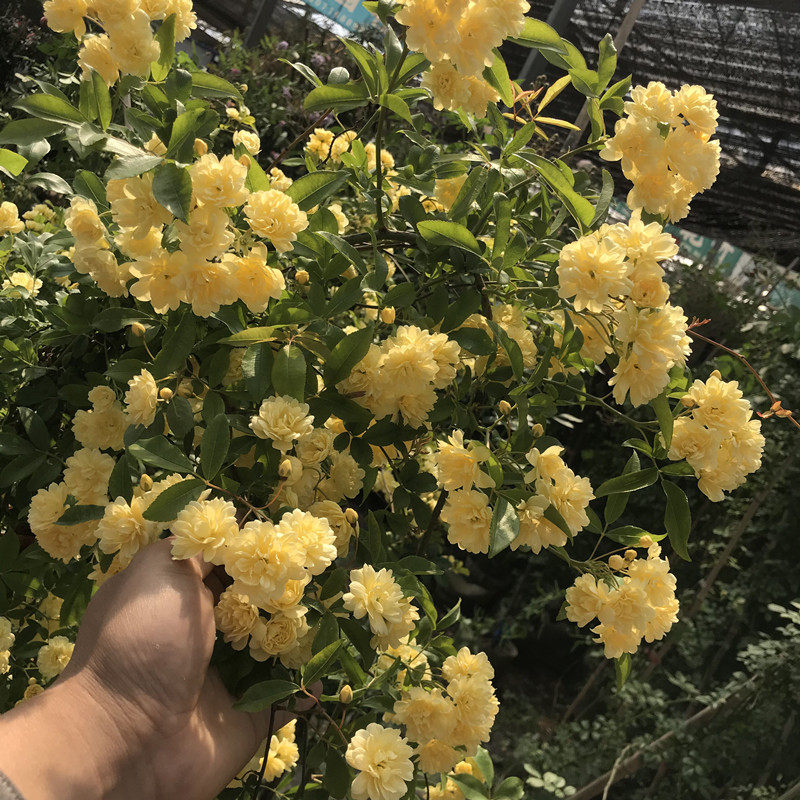 黄木香花苗爬藤植物庭院爬墙阳台花卉浓香四季红木香藤本月季盆栽,鲜花速递/花卉仿真/绿植园艺,月季/蔷薇/玫瑰,淘宝优惠券,粉丝福利购,淘宝优惠卷