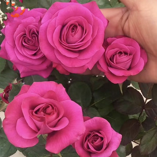 冥王星盆栽月季 花卉阳台系类月季多头丰花阳台庭院玫瑰花苗