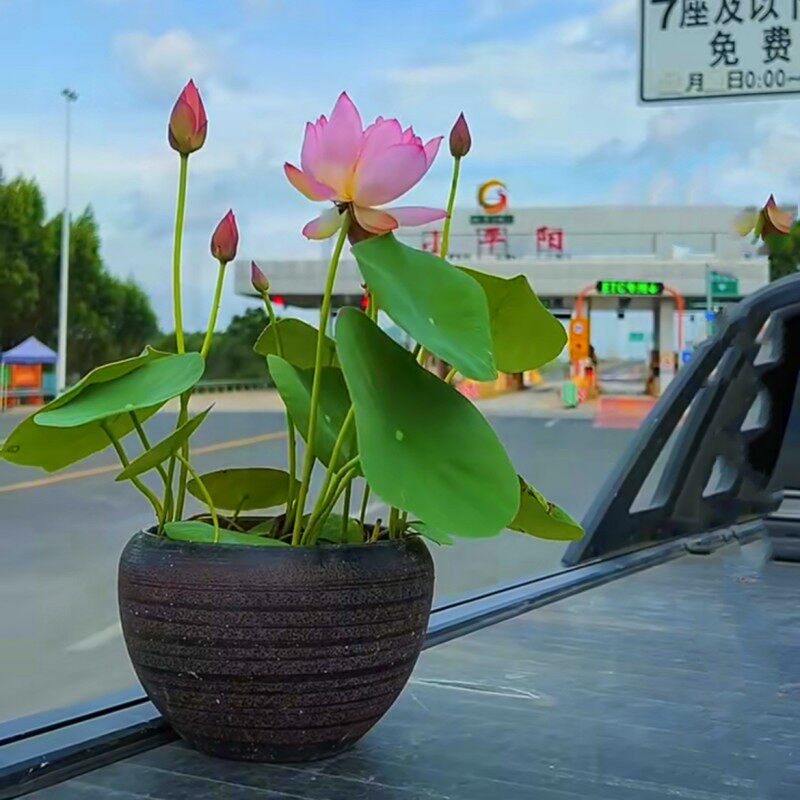 碗莲种藕根茎带芽小型花苗水培植物四季室内荷花盆栽睡莲莲花缸养