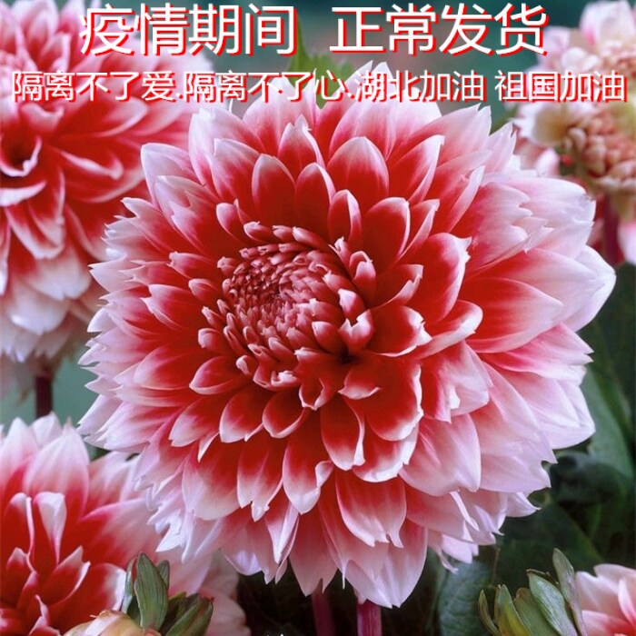 19.8元3球大丽花球根花卉地瓜花大丽花种球花大庭院盆栽带花