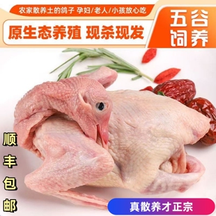 鸽子新鲜现杀农家散养老鸽子原粮土鸽生鲜冷冻煲汤鸽子肉顺丰包邮