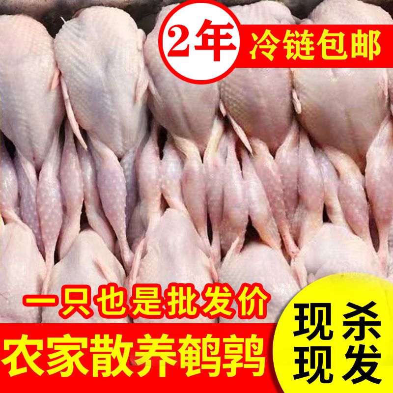 【顺丰包邮】放血大号母鹌鹑新鲜去内脏优选冷冻特大散养煲汤整箱