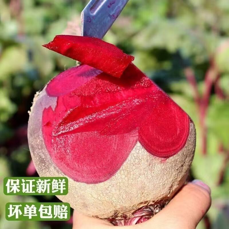 2026年新鲜红甜菜根现挖多汁脆嫩甜菜头现拔红甜菜蔬菜农家自种图片
