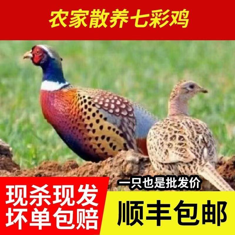 【顺丰冷链现杀包邮】农家七彩山鸡新鲜山鸡肉山鸡蛋老母鸡土鸡,水产肉类/新鲜蔬果/熟食,鸡肉/鸡肉制品,淘宝优惠券,粉丝福利购,淘宝优惠卷