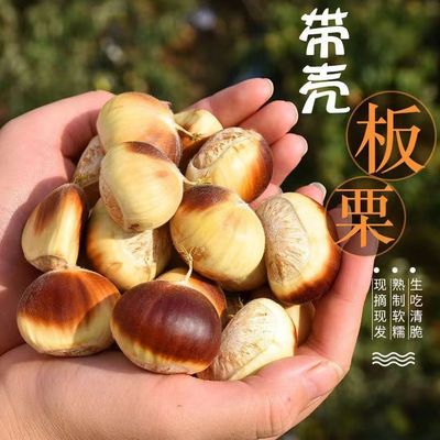 【顺丰可选】罗田新鲜板栗当季下树花白壳嫩板栗现摘栗子生新鲜