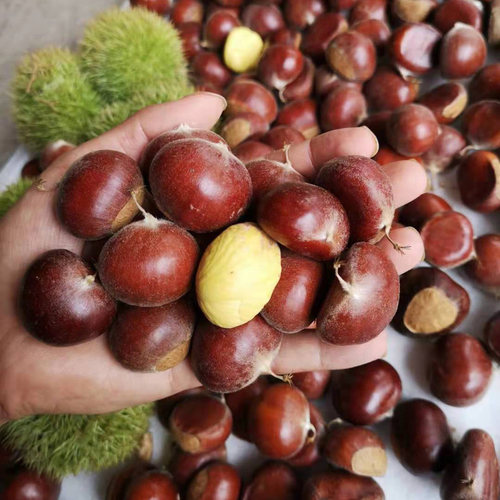 生板栗农家现摘新鲜生板栗正宗生油栗毛栗子5斤板栗大果板粟蔬菜