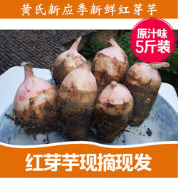 2025小芋头特产铅山红芽头芋新鲜芋艿小芋头仔毛芋泥软粉糯现挖