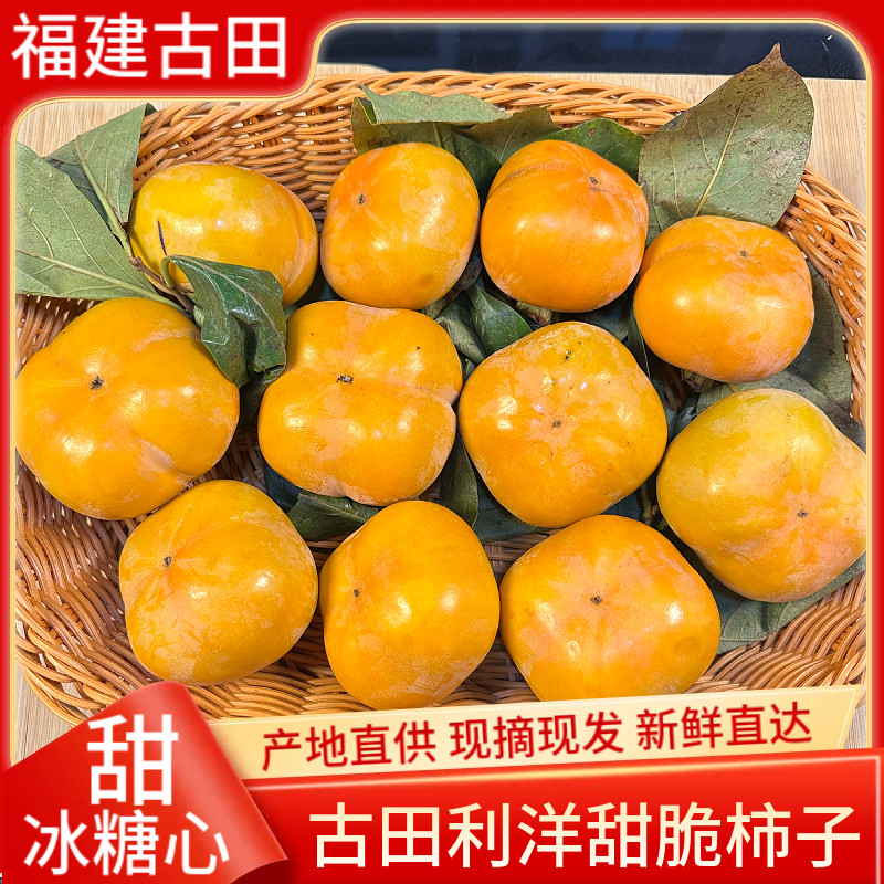 福建古田利洋甜脆柿子冰糖心脆柿甜柿子当应季新鲜水果现摘礼盒装