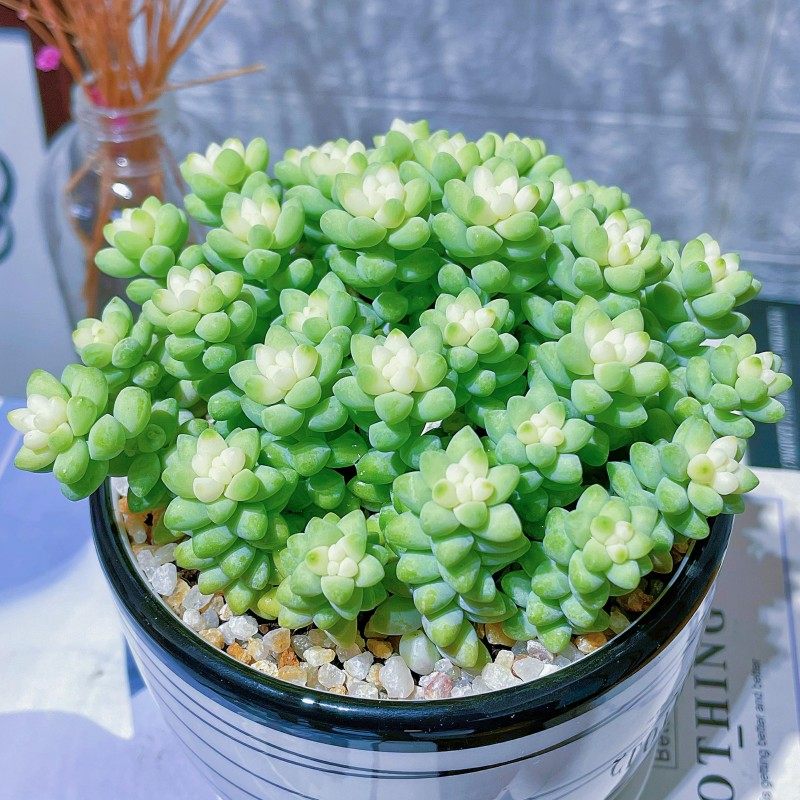 雪花玉坠锦多肉植物稀少品种室内组合小盆栽桌面绿植花卉精品肉肉