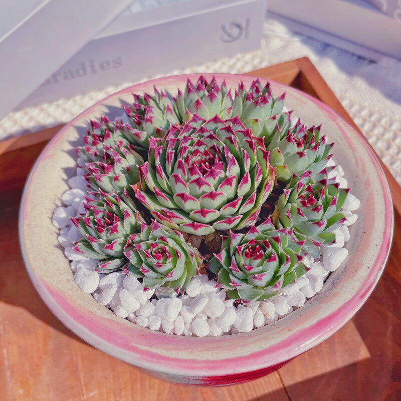 多肉植物组合盆栽长生草凌娟老桩群生肉肉绿植花卉大颗四季好养