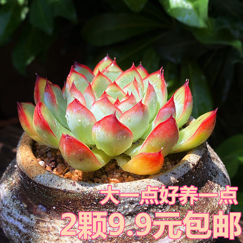 多肉植物花月夜质量怎么样 多肉植物花月夜口碑怎么样 小麦优选