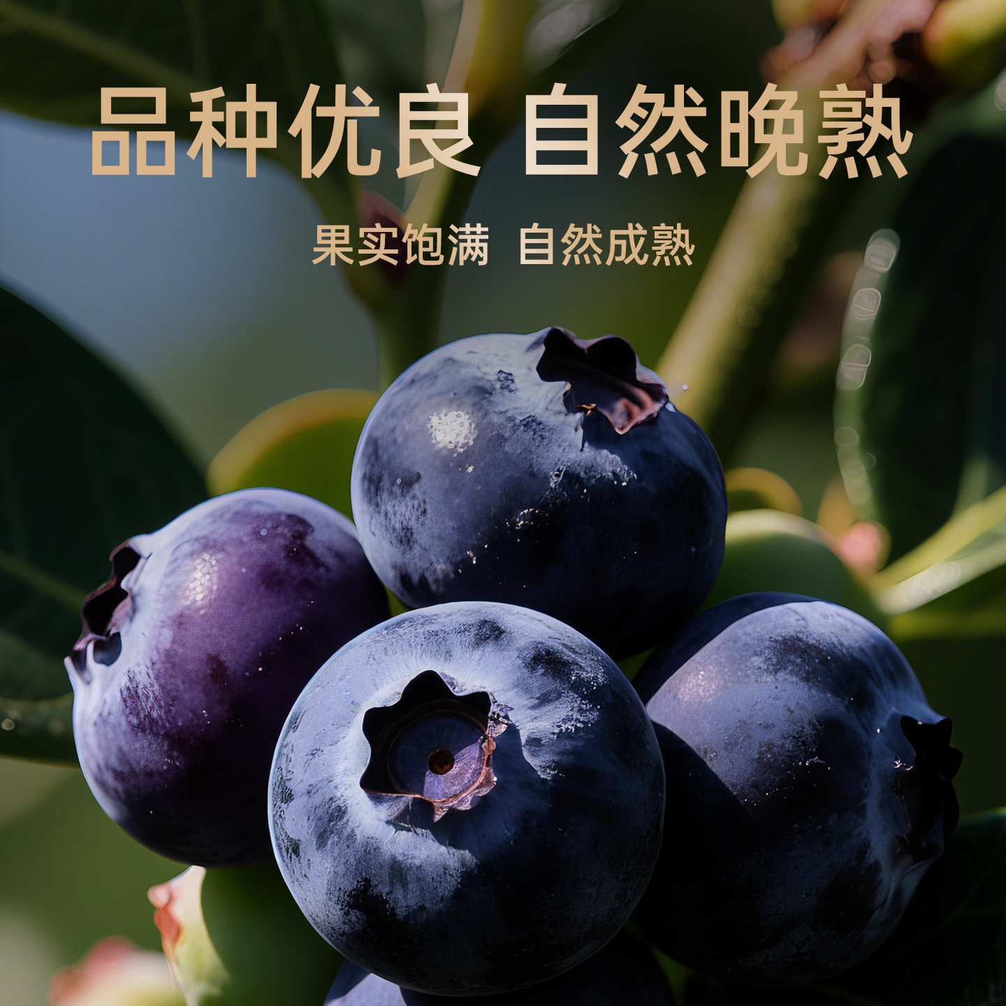 智利蓝莓干350g罐装无添