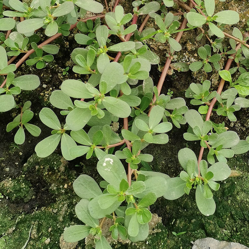 潮汕新鲜老鼠耳农家野生长寿菜补血菜蚂蚱菜食用春秋野菜马齿苋,传统滋补营养品,其他药食同源食品,淘宝优惠券,粉丝福利购,淘宝优惠卷