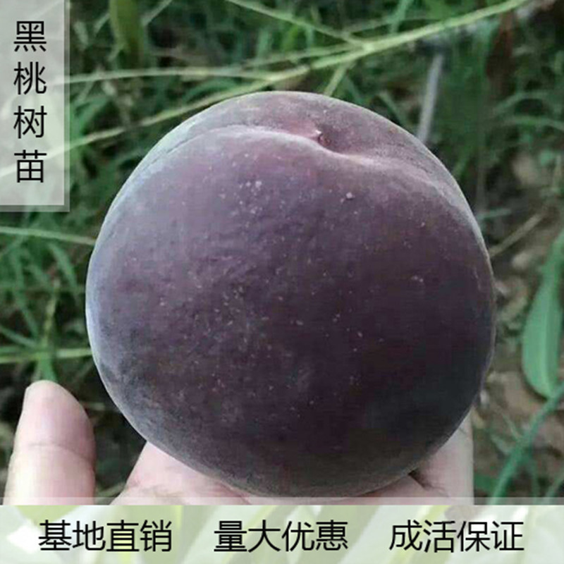 特大晚熟冬桃树苗嫁接巨型水蜜桃地栽早熟黄桃树苗油桃树黑桃皇后