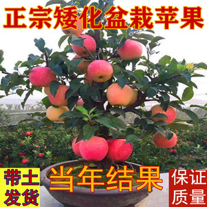 盆栽地栽果树苗红色之爱红肉苹果树苗柱状带盆栽好红肉苹果苗