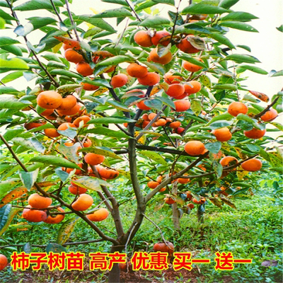 嫁接南北方种植特大无核柿子苗