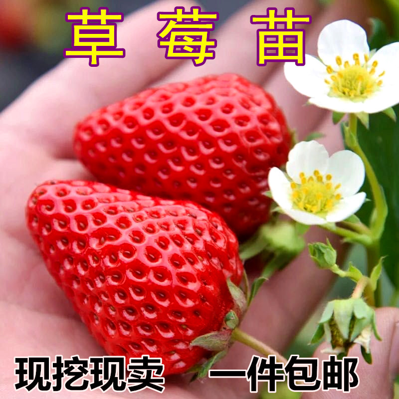带盆地栽四季奶油草莓阳台果树苗