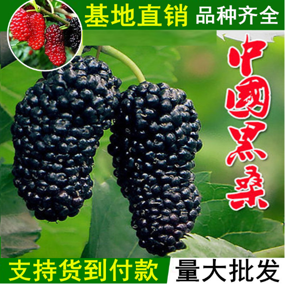 鸡甜桑果桑苗鸡脚叶桑葚果树苗特甜桑葚果树品种甜鸡桑树苗基地