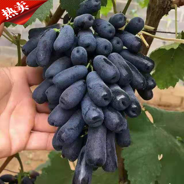 新品种葡萄苗澳洲进口金手指黑提葡萄苗无籽黑提美人指棉花糖葡萄