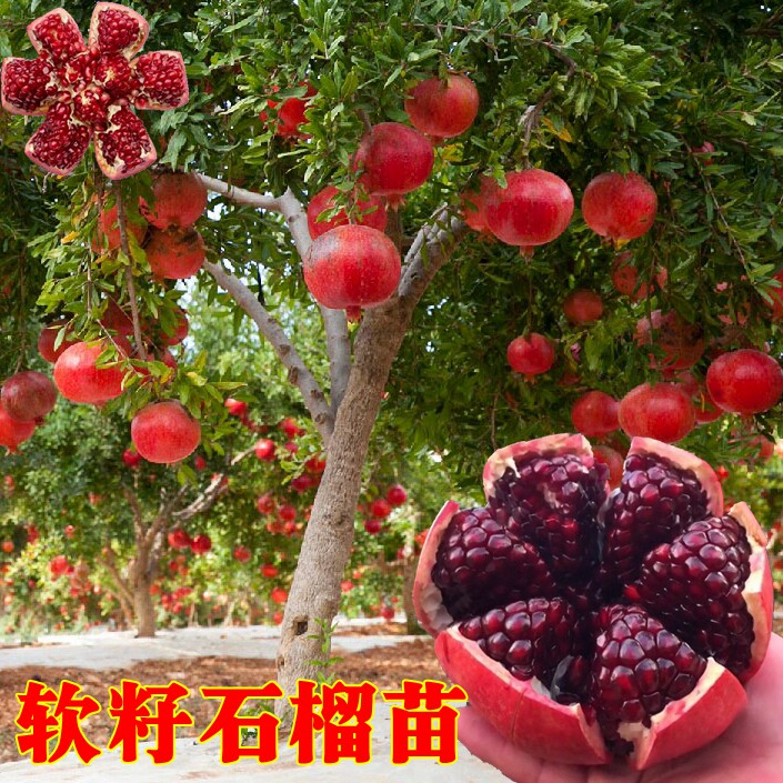 以色列黑软籽石榴苗甜黑籽石榴树苗特大酸早熟晚熟地栽当年结果树