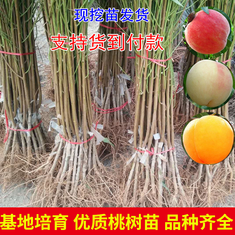 嫁接桃树苗 极晚熟新品种——傲雪冬桃 南北方种植果树苗包邮