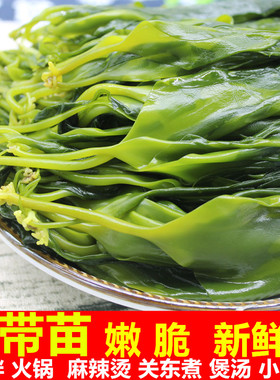 霞浦小海带苗嫩火锅新鲜盐渍商用凉拌海带芽5/2斤非干货火锅食材