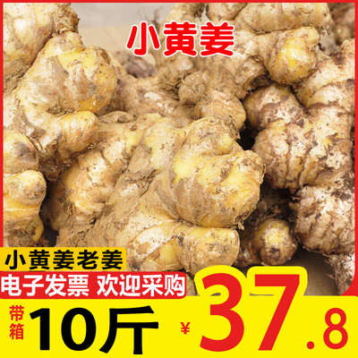 正宗老姜小黄姜梁天新鲜包邮