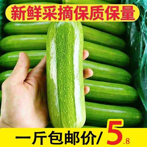 2026新鲜现摘西葫芦整箱发