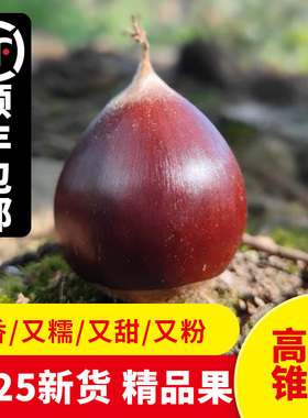 新鲜锥栗现摘生栗子建瓯锥栗大果高山油锥栗优质野栗子小毛栗板栗