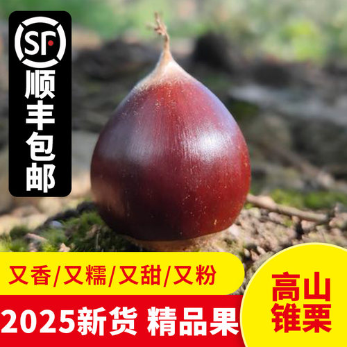 新鲜现摘建瓯锥栗生板栗粉糯香甜