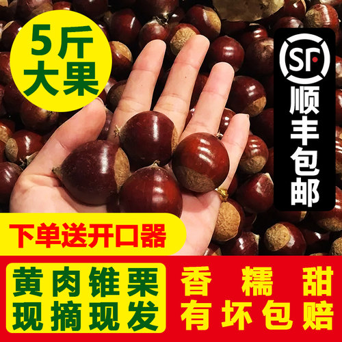 现摘建瓯锥栗5斤福建毛栗高山锥