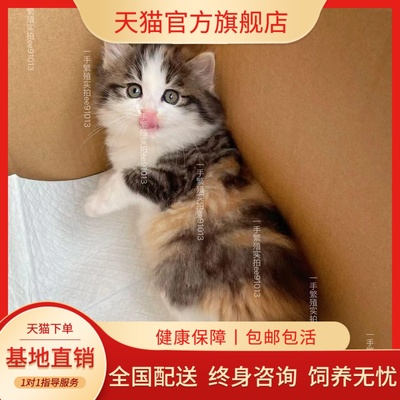 三花猫幼崽中华田园猫奶牛猫狸花猫森林猫橘猫长毛猫活物小猫咪
