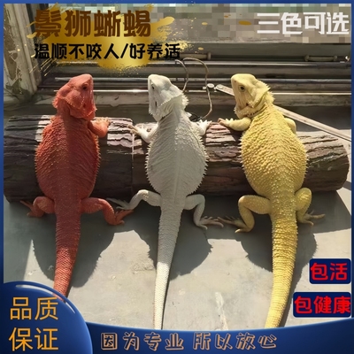 鬃狮蜥蜴宠物幼体活物入门级