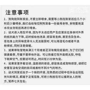 纯种泰迪幼犬贵宾长不大