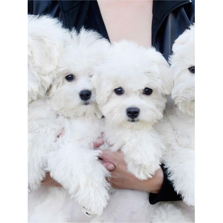 比熊幼犬长不大小精品球形幼崽迷你袖珍活物小体白家养狗狗超小狗
