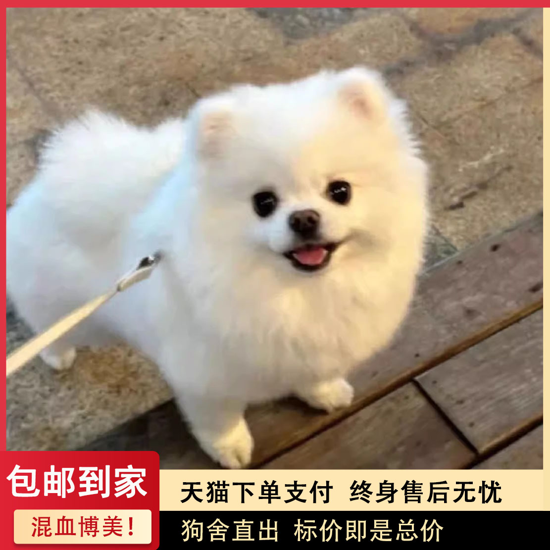 博美混血幼犬活物狗崽袖珍犬狗狗纯白色大眼睛活泼小型犬便宜帅气