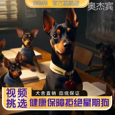 纯种小鹿犬不掉毛长大活