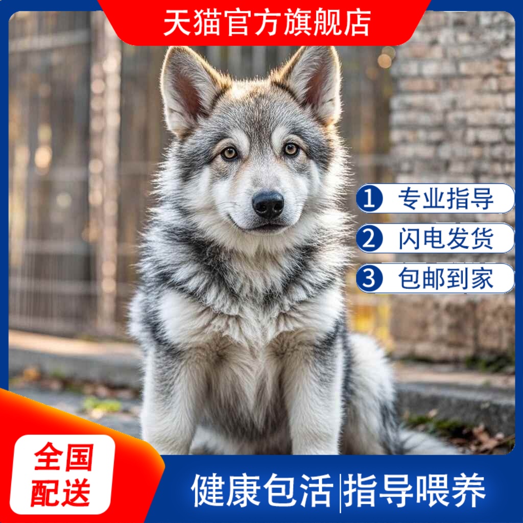 捷克狼幼犬精品不掉毛猛犬伴侣犬中华狼犬可爱小狗青狼聪明狼狗狗