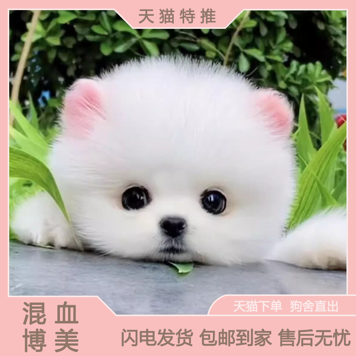 博美混血幼犬小体型网红白色超萌茶杯犬活物袖珍犬帅气爆毛活泼