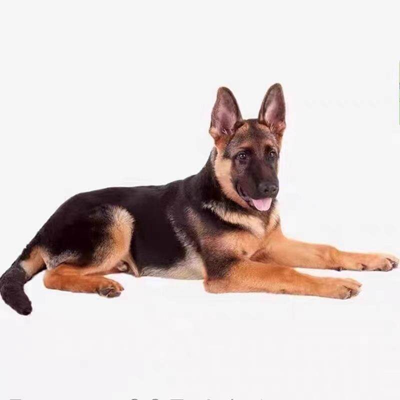 德牧幼犬混血活体平背黑背德国牧羊犬警犬军犬大型狼狗猎犬宠物狗