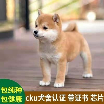 纯种柴犬幼犬赤柴黑色豆柴幼崽日本柴犬双血统秋田犬小型犬宠物狗