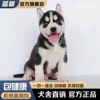 宠物狗真哈士奇幼犬纯种