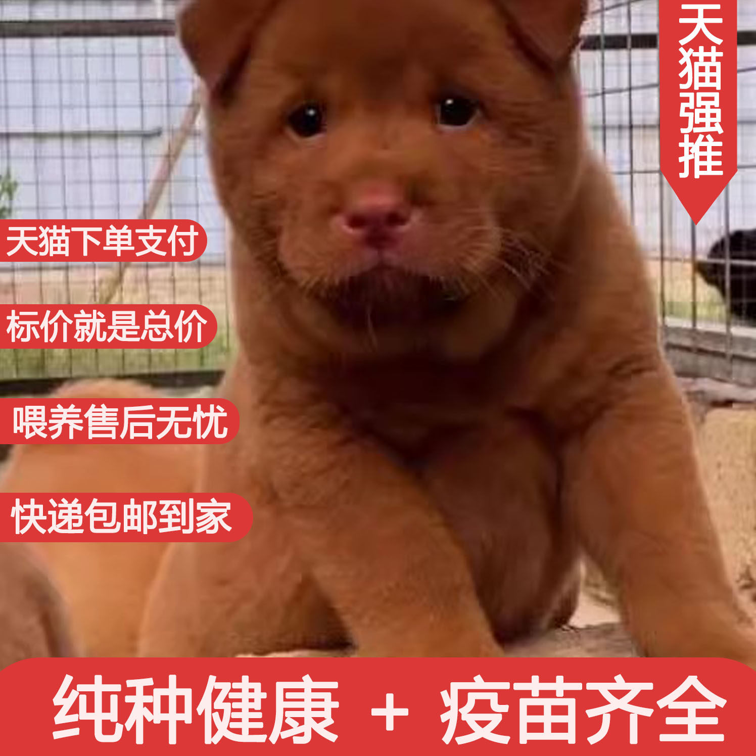 潮汕五红犬潮汕幼犬小狗崽狗狗活物土狗土猎犬短毛田园猎犬看家狗