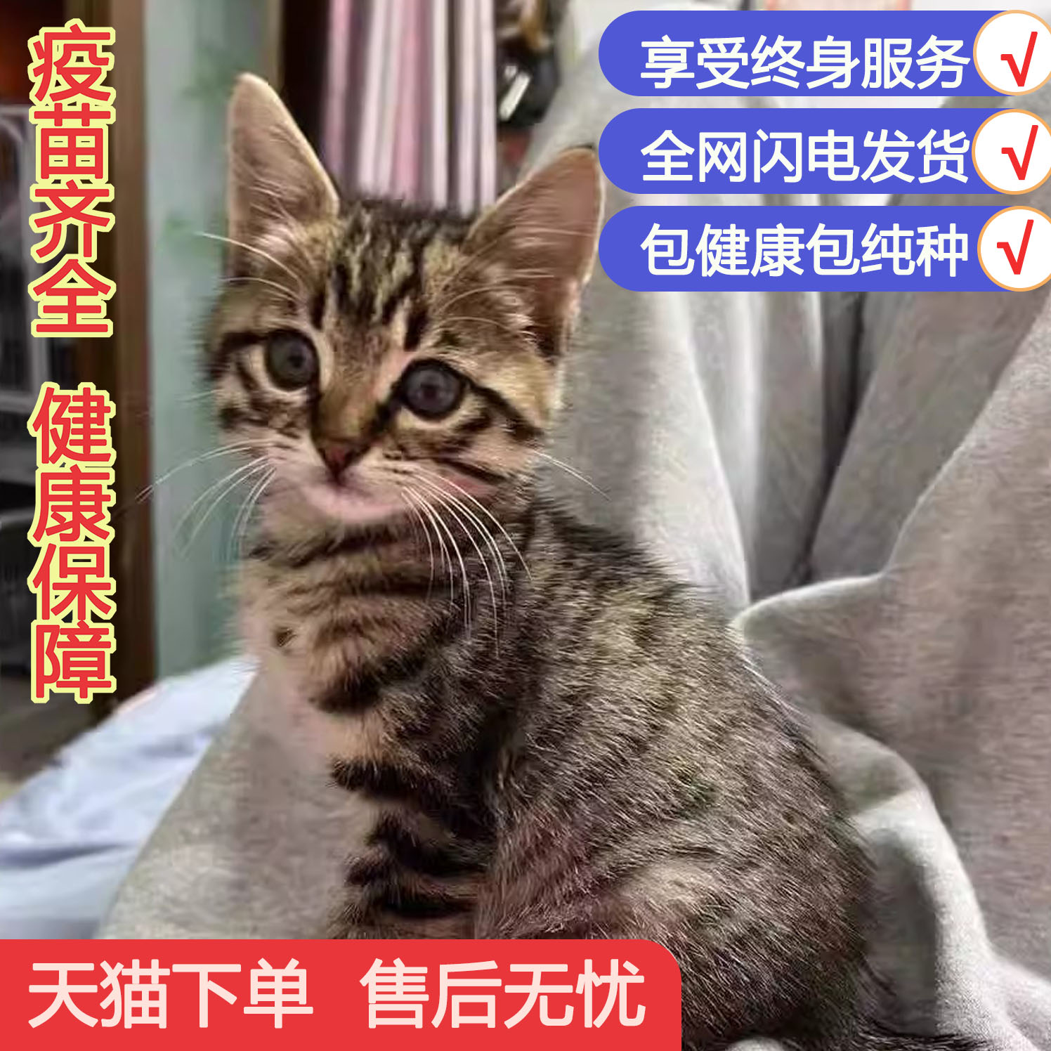 中华田园猫胖真橘便宜狸白捕鼠幼